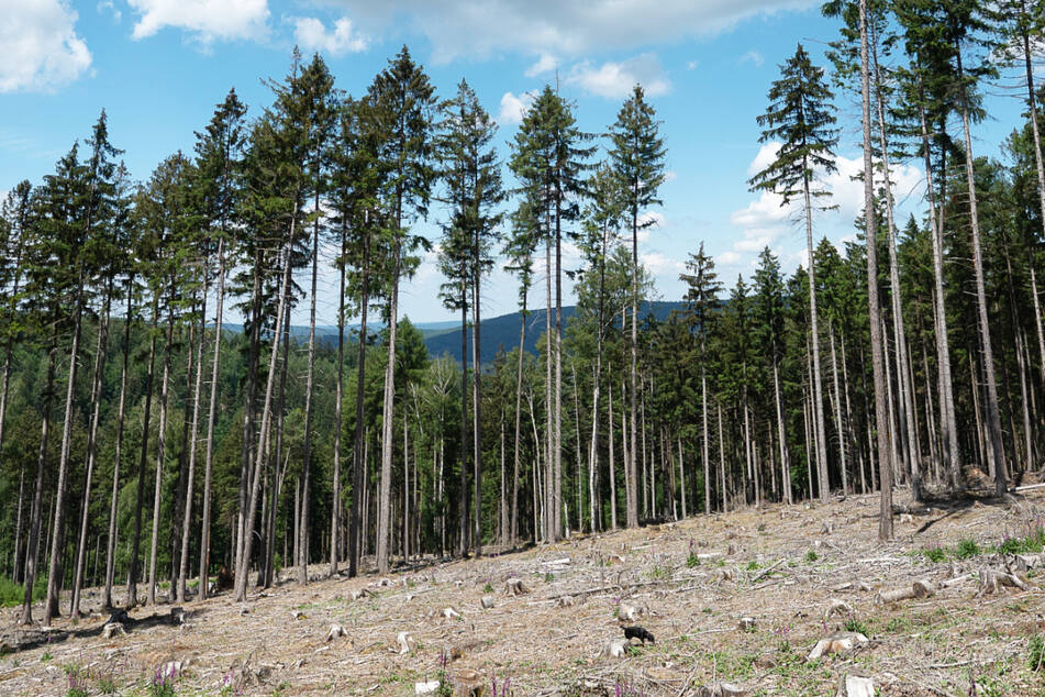 Schäden durch Trockenheit, Stürme und Borkenkäfer – der Landesbetrieb HessenForst ist über den Zustand der hessischen Wälder sehr besorgt.