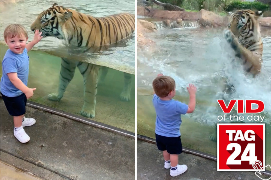 Today's Viral Video of the Day features a little boy who meets a friendly tiger at a zoo!