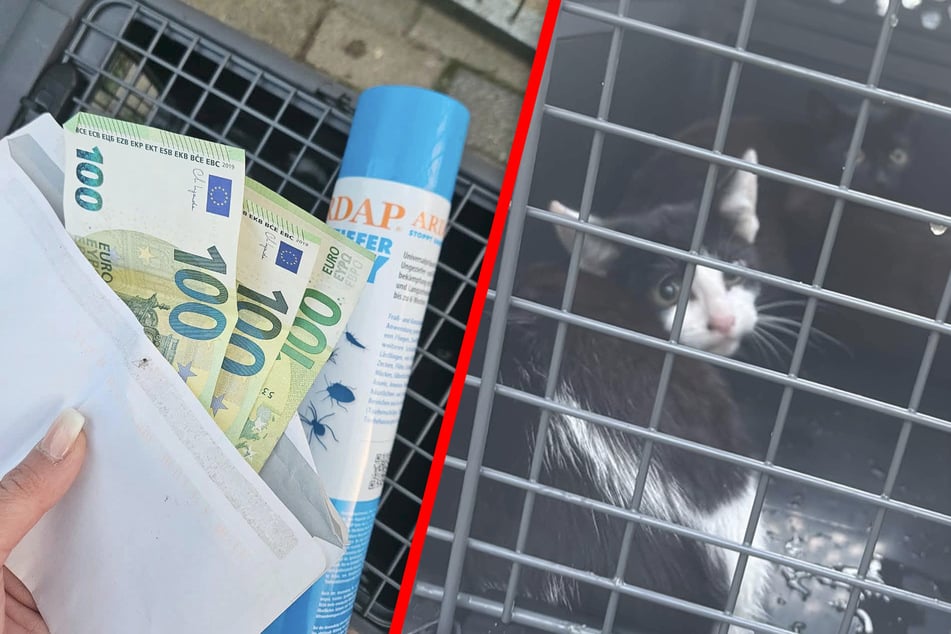 "Haben die Schnauze voll": Tierheim beschwert sich über diese herzlose Aktion