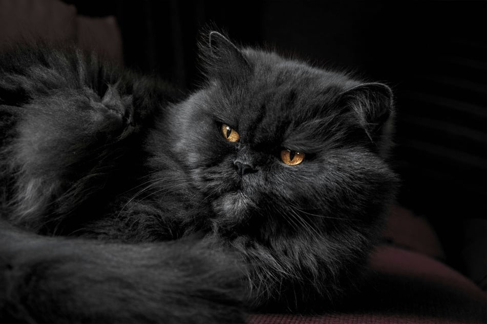 Persian cats are as cool as a cucumber.