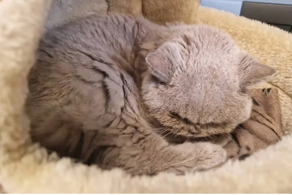Katze Tessa kam Ende Mai 2026 ins Hamburger Tierheim an der Süderstraße und war auf der Suche nach einem neuen Zuhause.