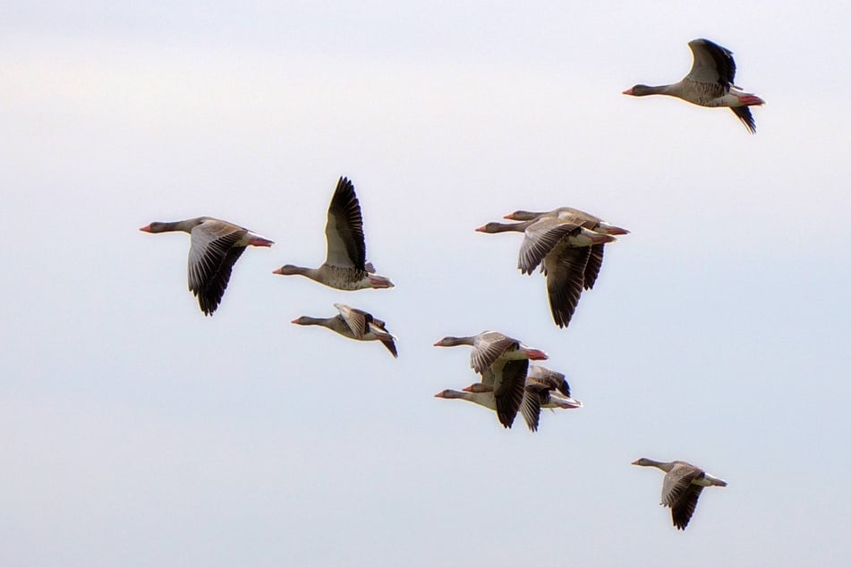 Graugänse und andere Wildvögel können die Geflügelpest übertragen.