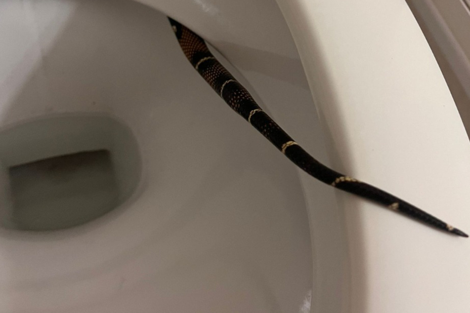 Schlangenalarm auf der Hoteltoilette.