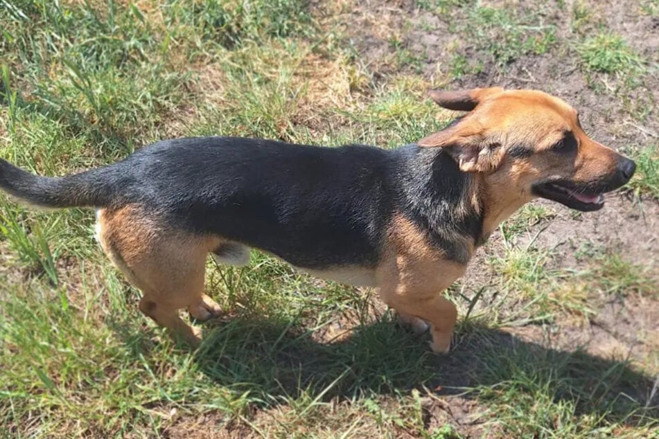 Der süße Hund ist eine Mischung aus Dackel und schäferhund.