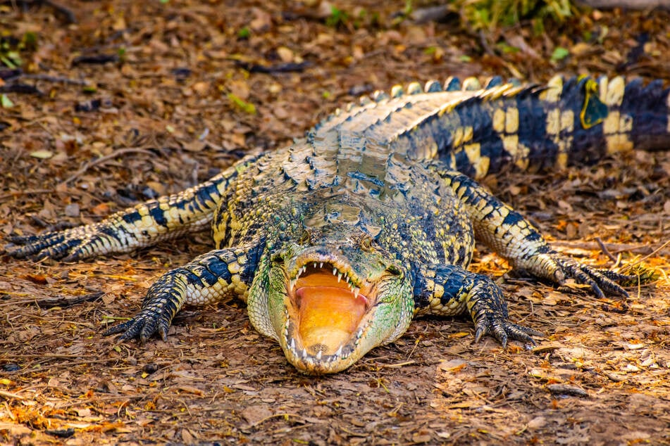 Siamese crocodiles are critically endangered, with only a few hundred left in the wild.