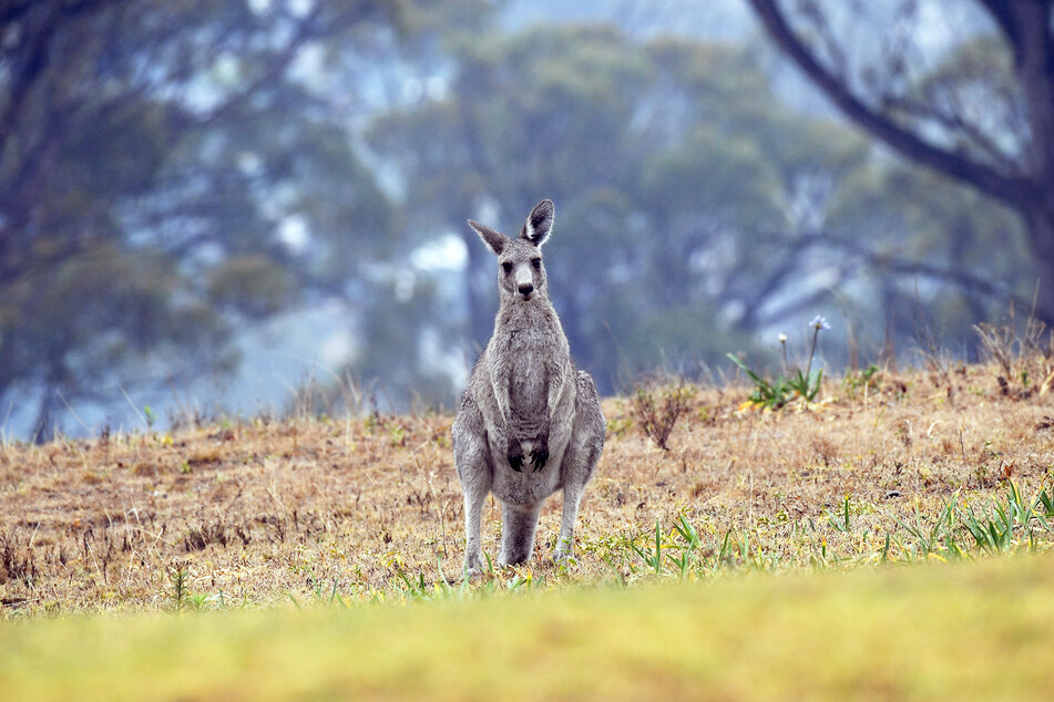 Ein eigentlich wildes Känguru wurde in Australien wohl als Haustier gehalten. Es brachte seinen Halter jetzt um. (Symbolbild)