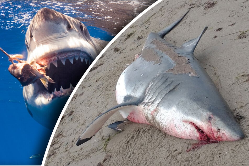Sein riesiges Maul war noch blutverschmiert: Toter Hai schockiert Strand-Besucher