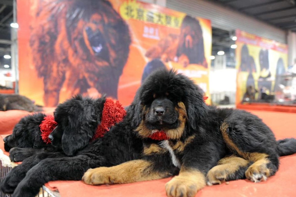 Bear or dog? Even as a puppy, the Tibetan mastiff can weigh up to 33 pounds.