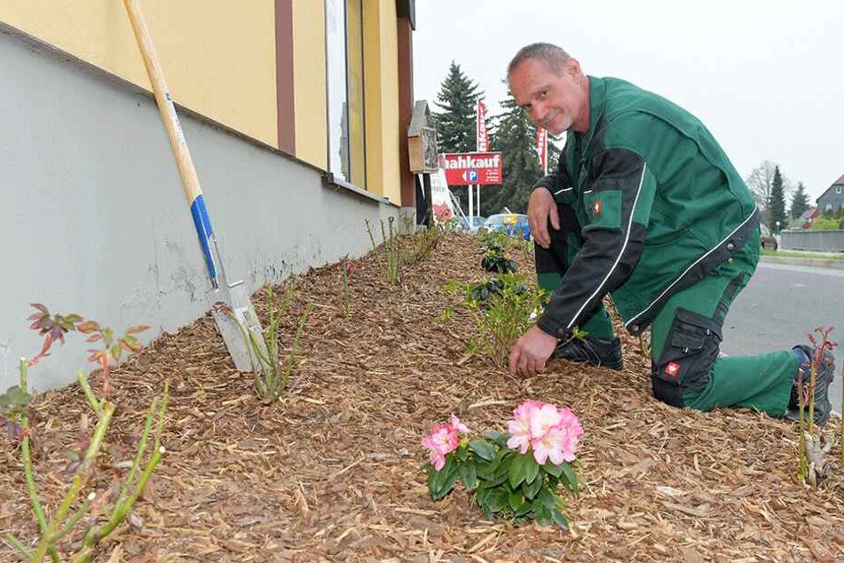 Hausmeister Ingolf Eger (59) pflanzt die Rosen nun schon zum dritten Mal. In der Hoffnung, dass sie nicht schon wieder geklaut werden.