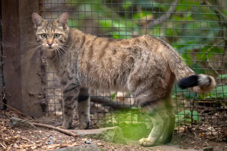 Erwischt! Die eine Hälfte des Wildkatzen-Pärchens im Wildgatter am Gehege-Rand.
