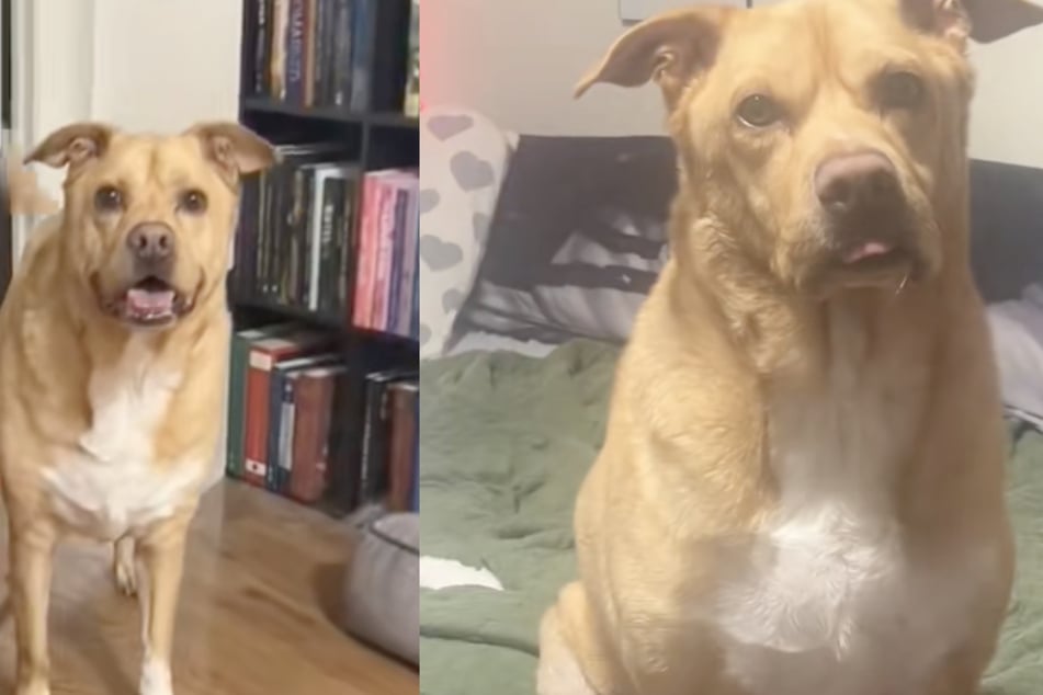 Der einstige Tierheimhund ist in der Tagesstätte äußerst beliebt und darf sich sogar um die Welpen kümmern.