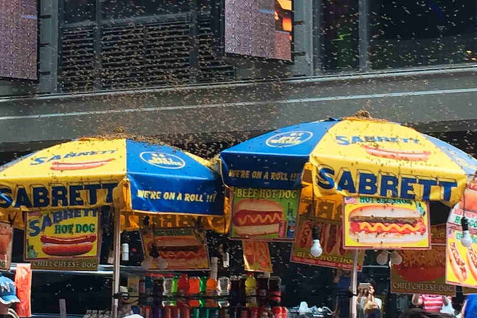 Statt Touristen schwirrten Hunderttausende Bienen um den Hot-Dog-Stand. Es dauerte seine Zeit, bis alle eingesammelt waren.