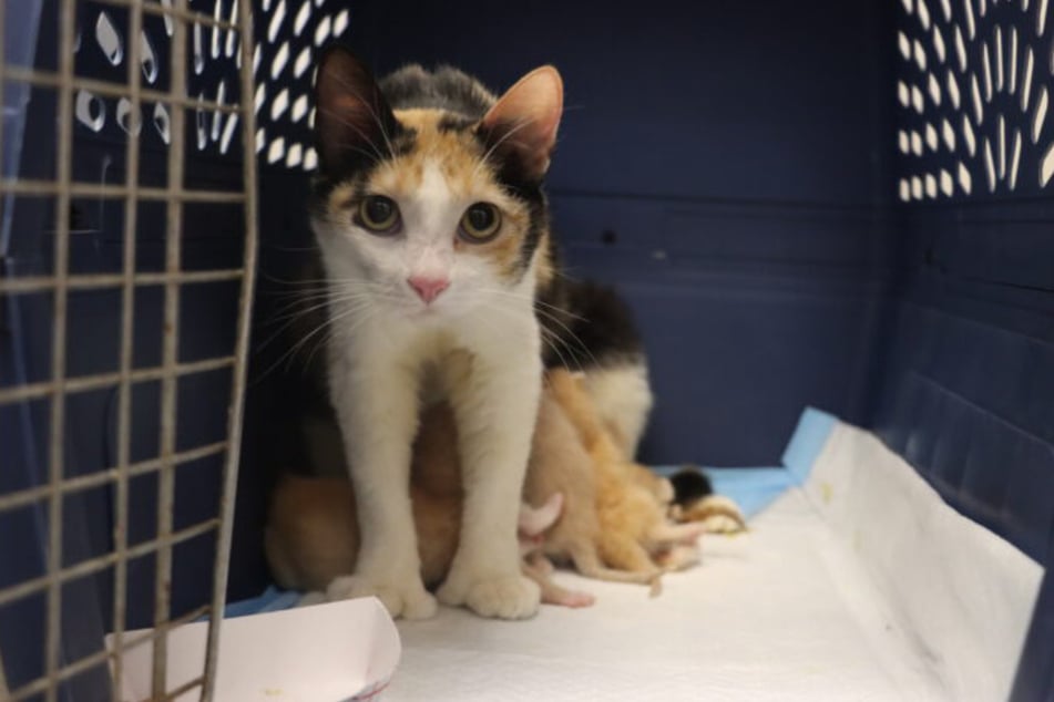 Mama Mittens protects all of her little charges.