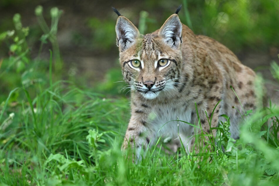Der Wurf wäre damit im Thüringer Wald der Zweite in diesem Jahr. (Archivbild)