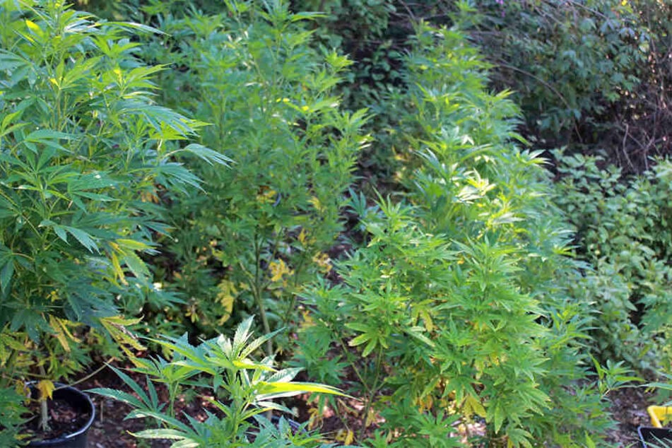 Insgesamt sechs Cannabis-Plantagen mit mehr als 90 Pflanzen hat die Polizei im Ortenaukreis entdeckt.