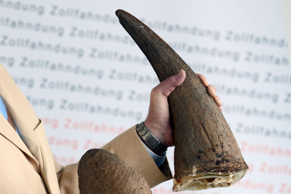 Der Pressesprecher des Zollfahndungsamtes Frankfurt am Main hält zwei am Flughafen Frankfurt sichergestellte Nashorn-Hörner in den Händen.