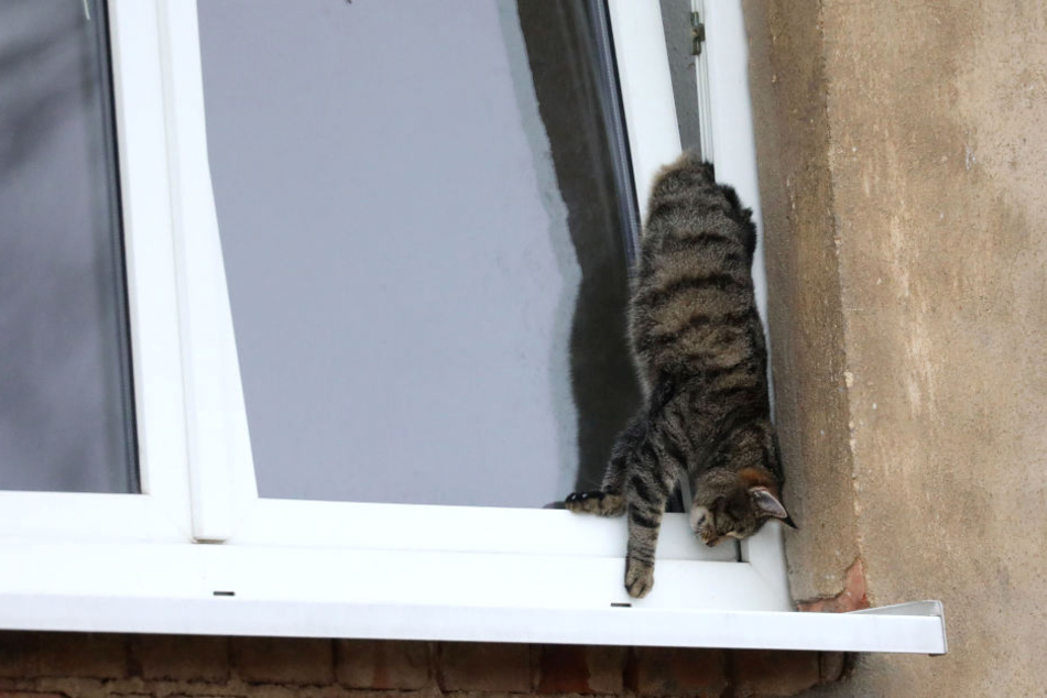 Eine der Katzen hing tot im gekippten Fenster.