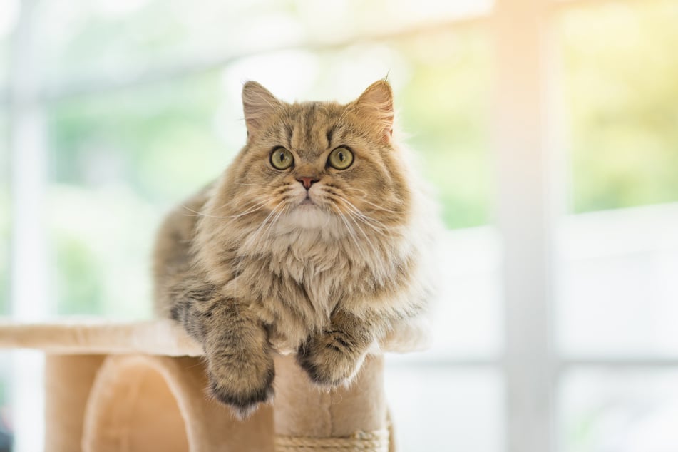 Perserkatzen sind sehr auf ihre Bezugsperson geprägt, weshalb sie nicht lange allein in der Wohnung sein sollten.