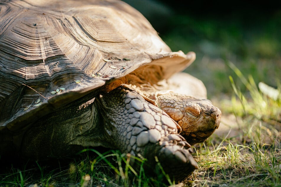 Was weiß man über das Schlafverhalten von Schildkröten?