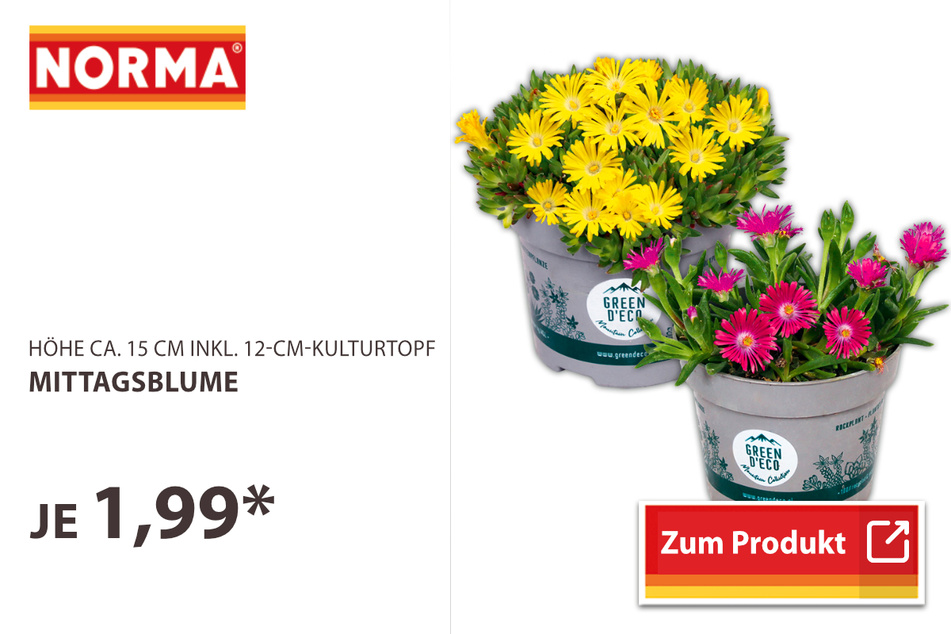 Mittagsblumen