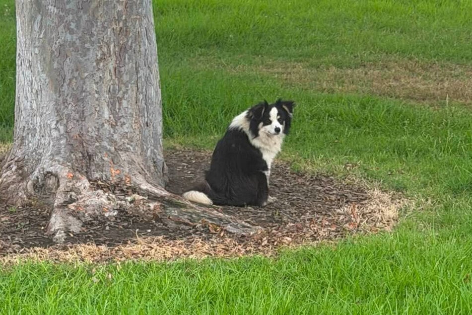 An heißen Tagen suchte der Hund unter diesem Baum Schutz im Schatten.
