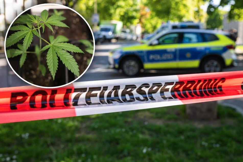 Wasserschaden verrät Cannabis-Plantage: Besorgter Nachbar schlägt Alarm