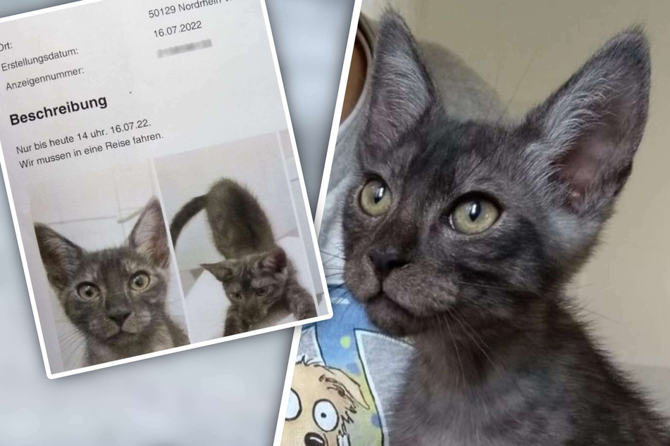 "Katze zu verschenken - wir fahren in den Urlaub": Netz-Inserat schockiert Tier-Freunde!