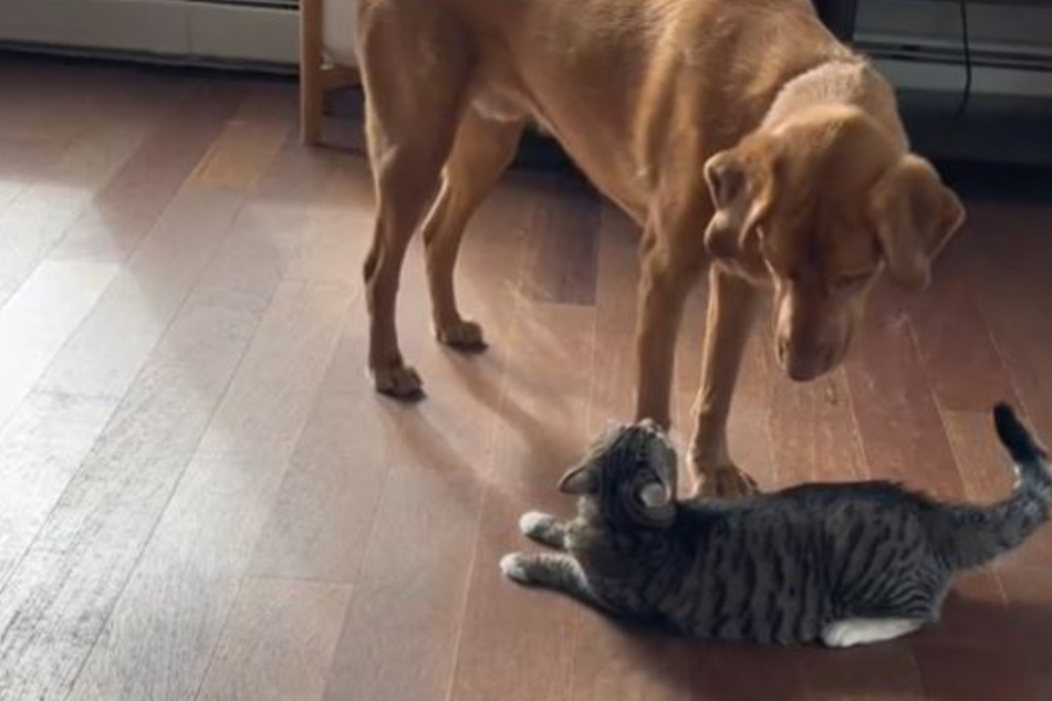 Hund und Katze treffen aufeinander: Was dann passiert, löst Lachwellen aus!