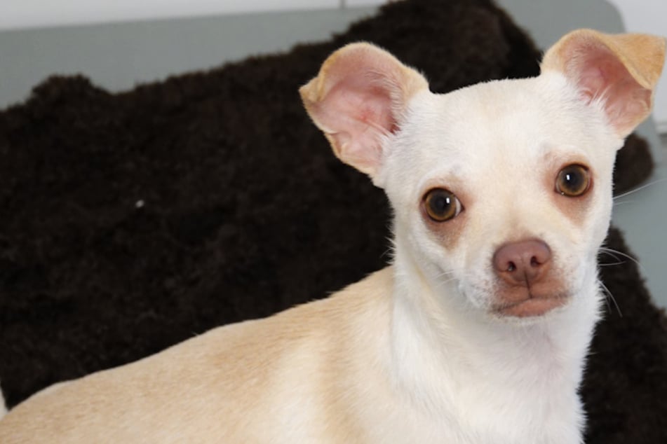 Wie kann man nur so grausam sein? Hund Bimbi durch offenes Fenster entsorgt