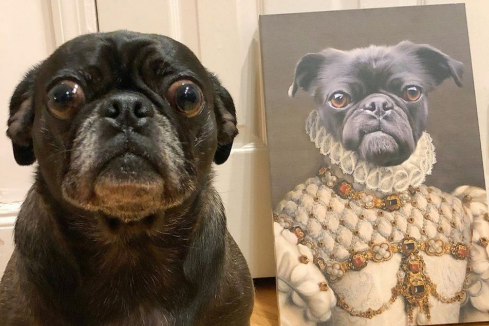 Dieser Hund scheint geradezu überwältigt von seinem heroischen Antlitz.