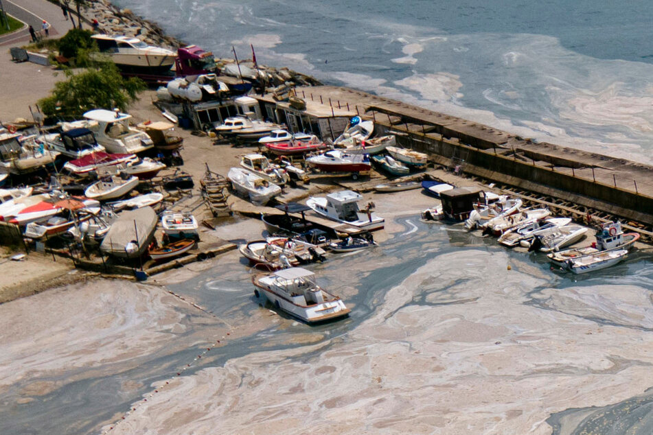 Katastrophe für Ökosystem: Meeresrotz treibt im Wasser