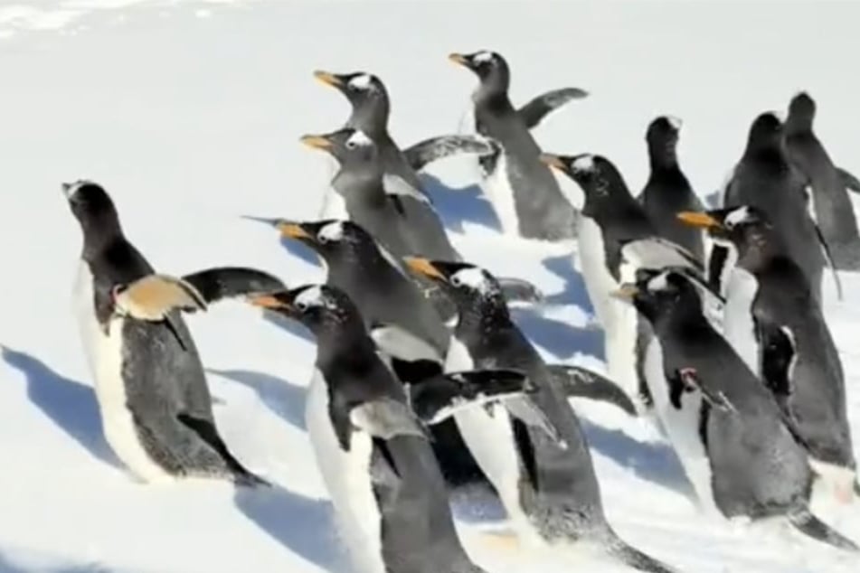 Porque ha nevado: El recinto de los animales tiene una sorpresa muy especial para sus pingüinos