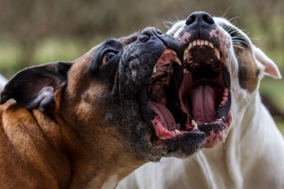 Als die Hunde sich anbellten, schaukelte sich die Situation hoch. (Symbolbild)