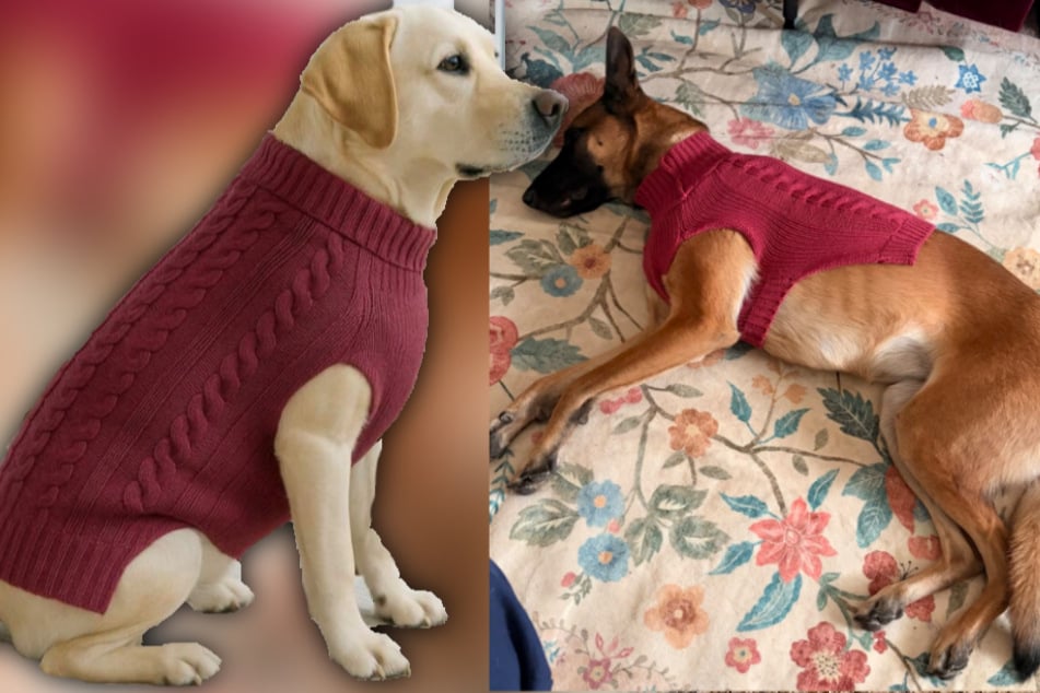 Links das Beispielbild, an dem sich Paige für ihren Hund (rechts) orientiert hat. Gepasst hat der Strickpullover definitiv nicht.