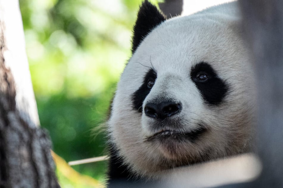 Panda-Mann Jiao Qing schaut im Zoo in Richtung der Besucher.