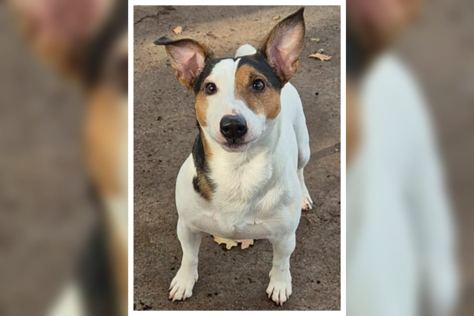 Hektor ist ein pfiffiger, ein Jahr alter Jack Russell Terrier, der als Fundhund in das Frankfurter Tierheim gekommen ist.