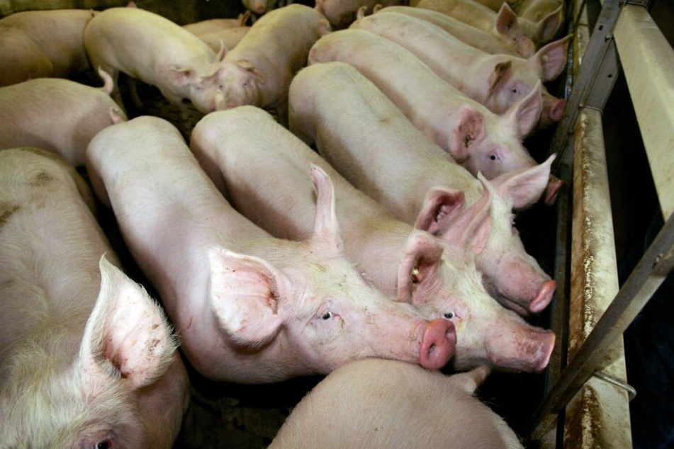 Rund 2000 Schweine starben den Flammentod. (Symbolbild)