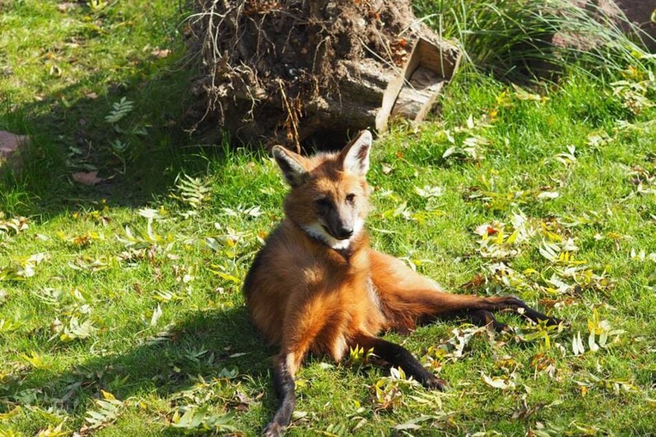 Die südamerikanischen Wildhunde haben ihren Namen von ihrer artspezifischen Mähne, die sie in Gefahrensituationen aufbauen können, um sich so größer zu machen. (Archivbild)