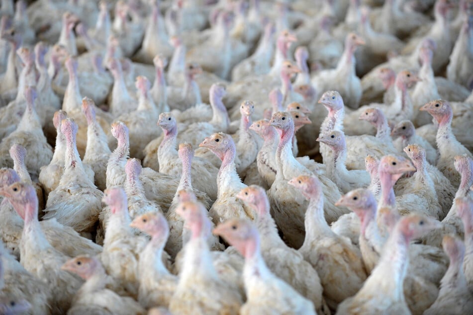 Tausende Tiere müssen getötet werden, nachdem zahlreiche Puten aufgrund der Vogelgrippe verendet waren. (Symbolbild)