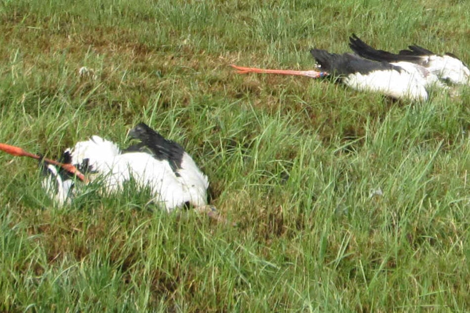 Drei Störche und zwei Möwen lagen tot auf einem Feld bei Bremen. Sie wurden erschossen.