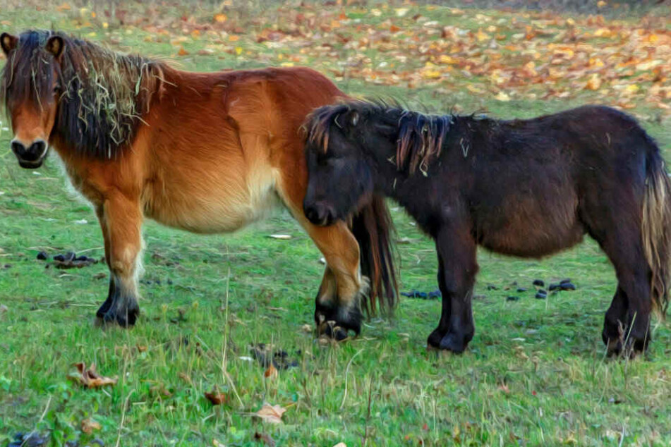 Insgesamt vier Ponys hatten sich am Samstag auf die A44 verlaufen. (Symbolbild)