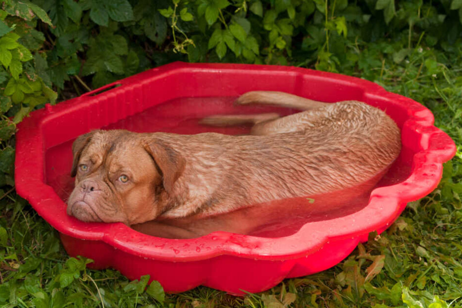 Die Hundstage stehen bevor und werden laut WetterOnline richtig heiß.