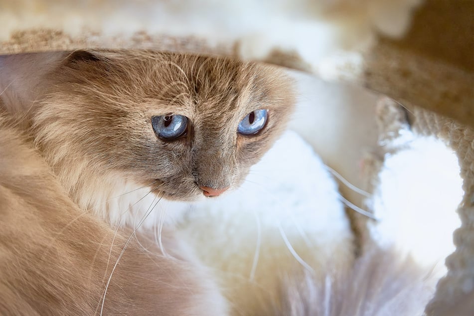 Birmans deserve more love, even if they're not the smartest kitties.