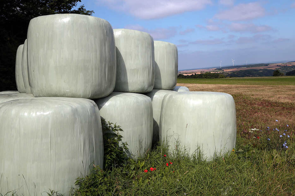 Dreist! 16 solcher Silageballen wurden bei Ottendorf-Okrilla gestohlen.