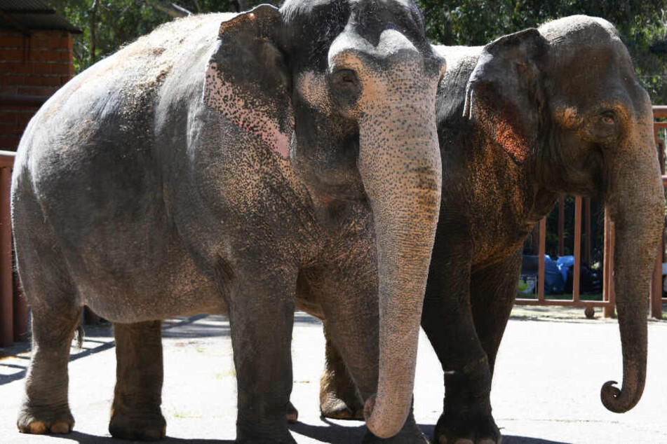 Der Circus Krone schickt zwei Elefantendamen in eine etwas andere "Seniorenresidenz".