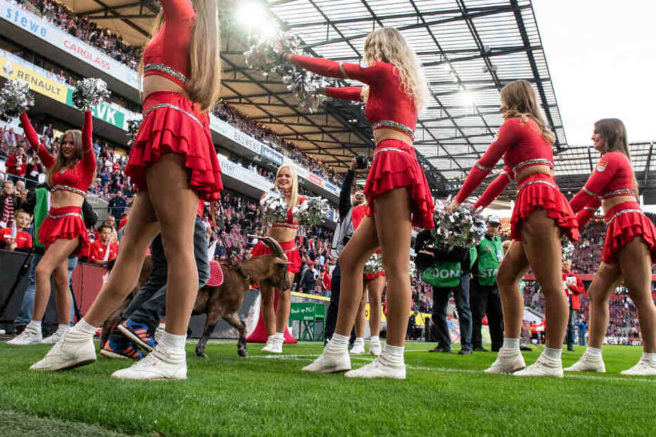 Cheerleader begrüßen Kölns Maskottchen Geißbock "Hennes".