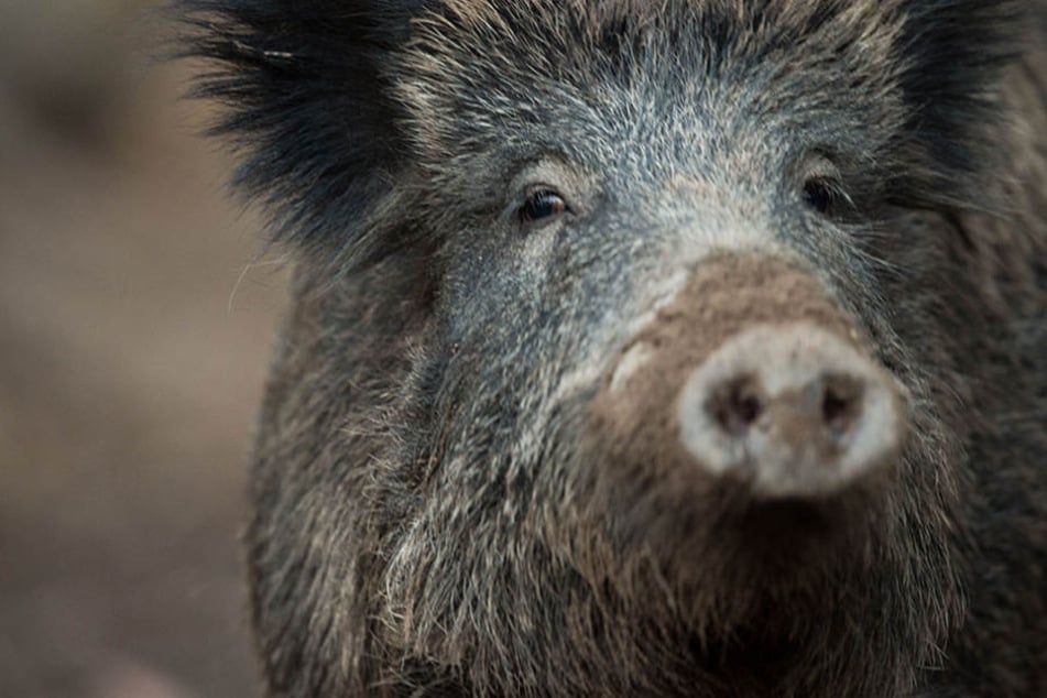 Bei der Nachsuche werden verletzte Tiere aufgespürt, die geflüchtet sind, um ihnen den Gnadenschuss zu geben. (Symbolbild)