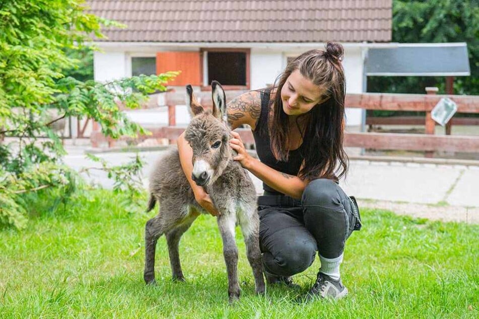 Im Zoo der Minis herzt Bufdi Josephine Nöbel das noch namenlose Überraschungs-Eselchen.