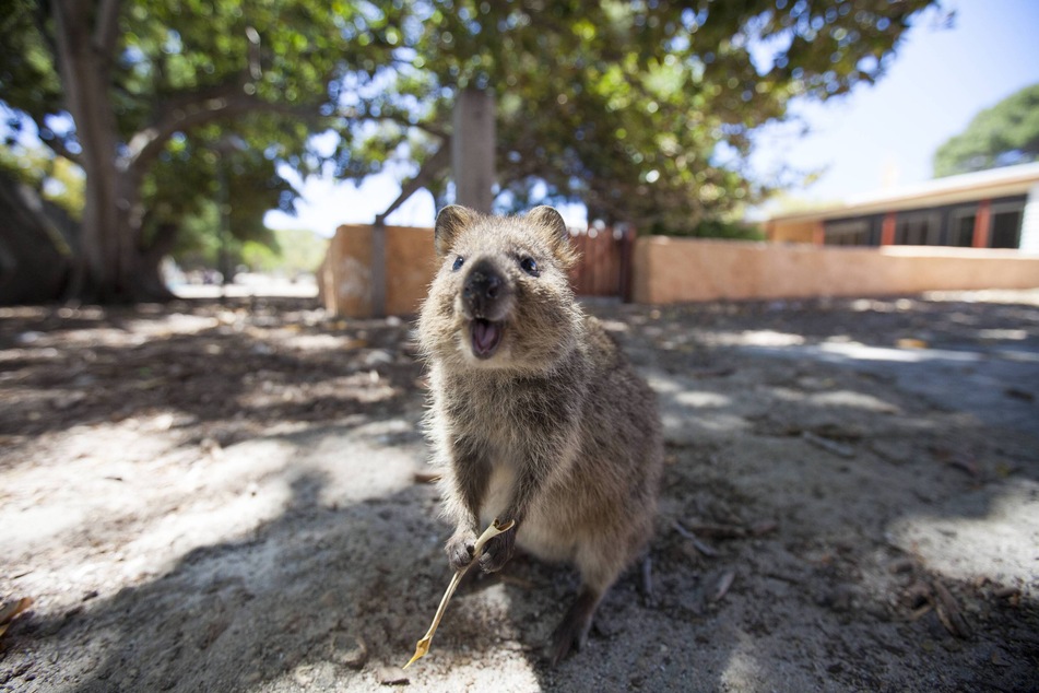 The 2020 study from the University of Leeds included images of this adorable critter: a quokka.