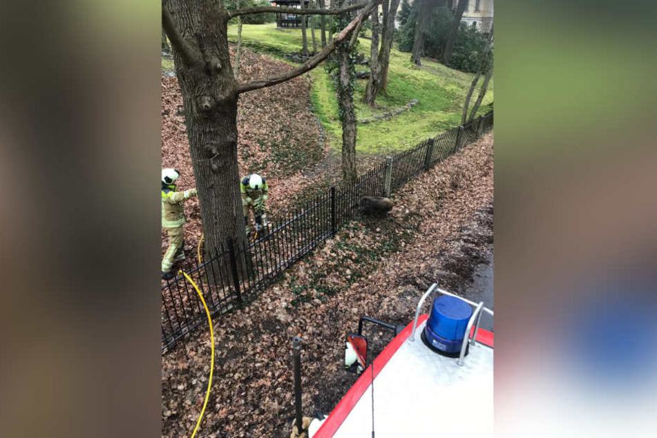Mit schwerem Gerät musste die Feuerwehr das Wildschwein befreien.